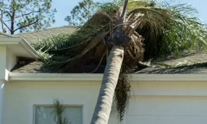 palm tree pruning Adelaide benefits